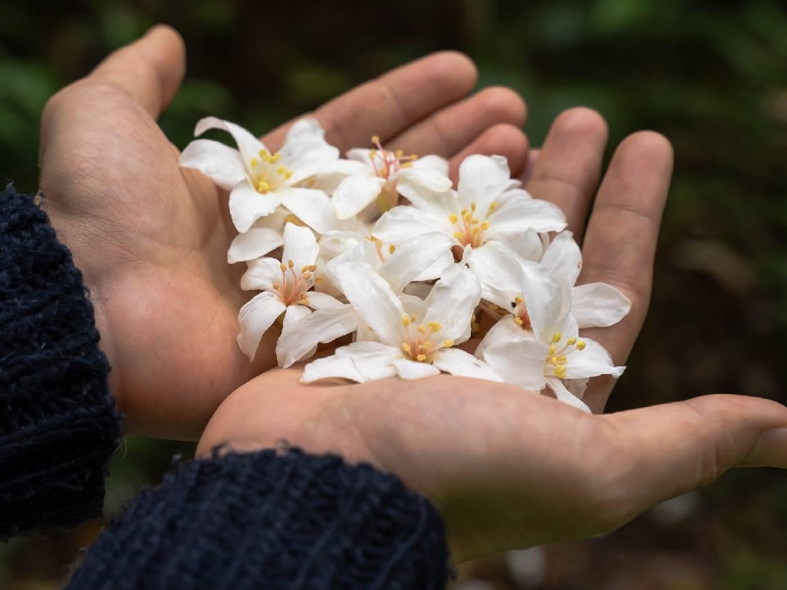 2026油桐花季｜精選北部10大賞桐景點，油桐花即時花況、花期預測！搭捷運就能到、賞花行程一次看